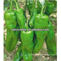 Hot Resistance Light Green Bell Pepper Seeds For Cultivation-Happy Together
